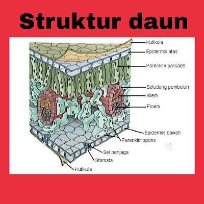 Bab 6 Struktur Dan Fungsi Jaringan Tumbuhan Siswa Biologi