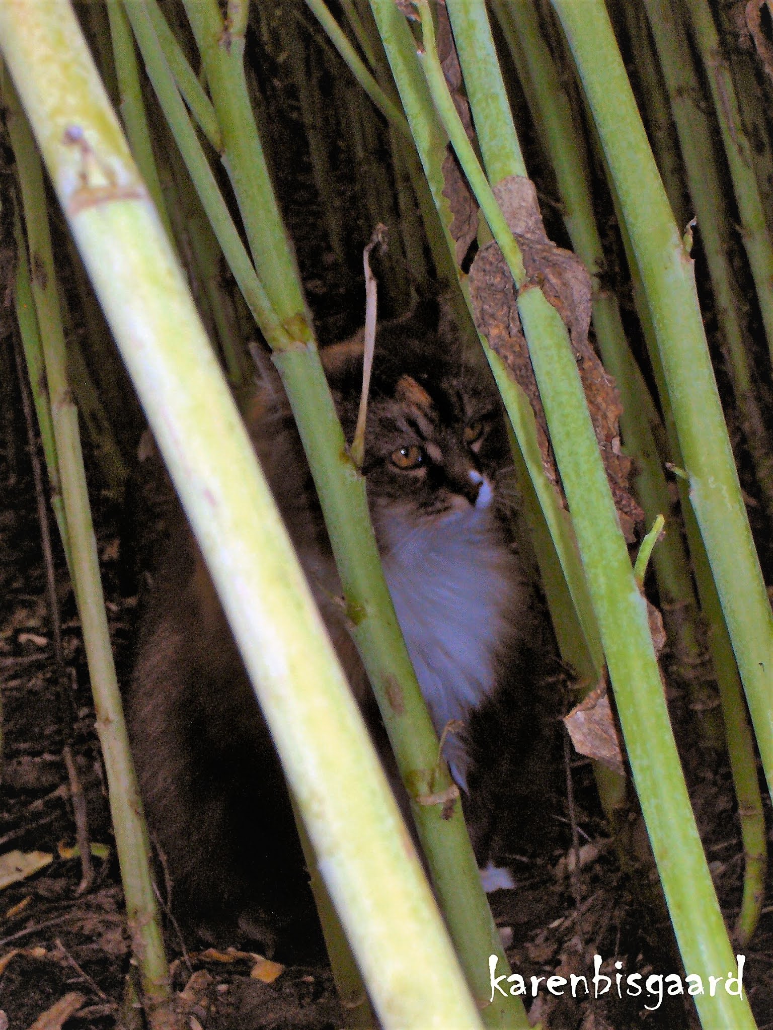 Karen`s Nature Photography Fluffy Cat Inside Wilting Rapeseed Crop.