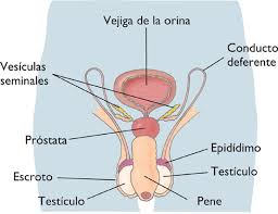 aparato reproductor masculino