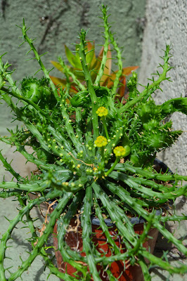 Crasas, formas extrañas: Euphorbia pugniforme cristata. 