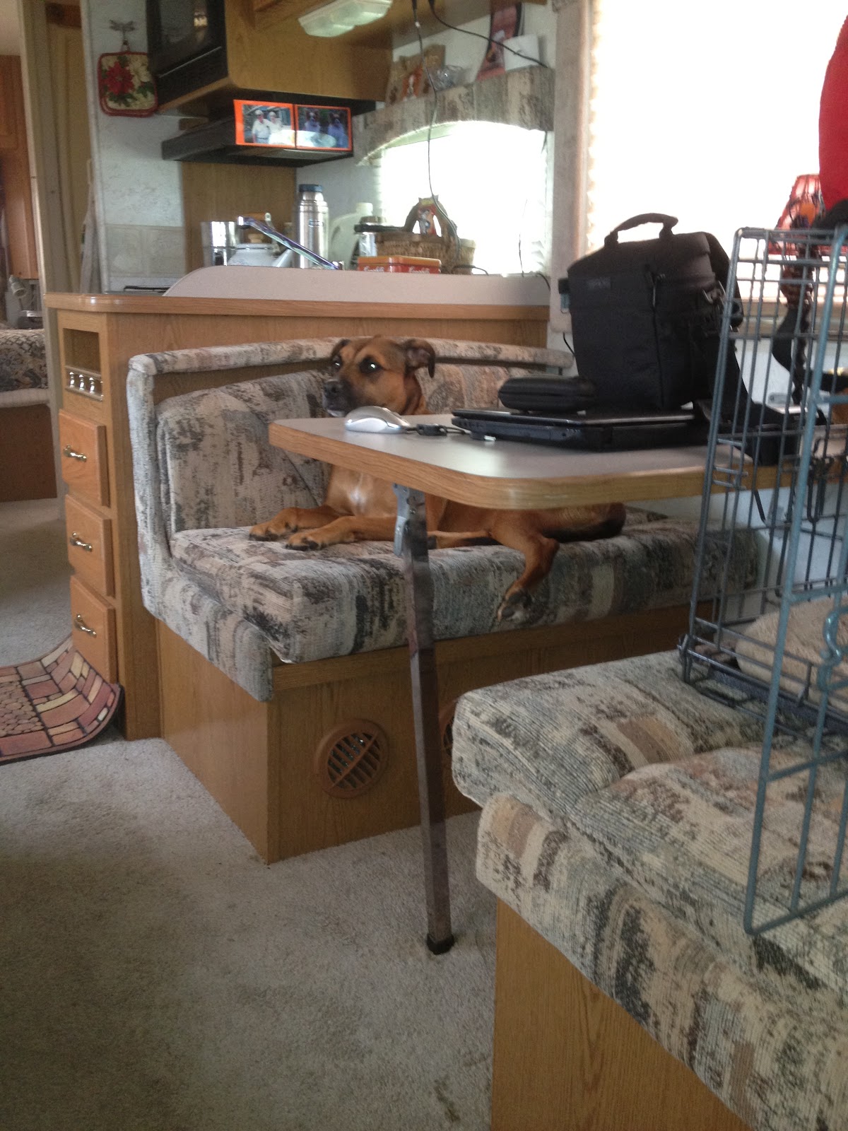 Michele Fry's Agility Dogs Training and Competition Maiden Voyage of