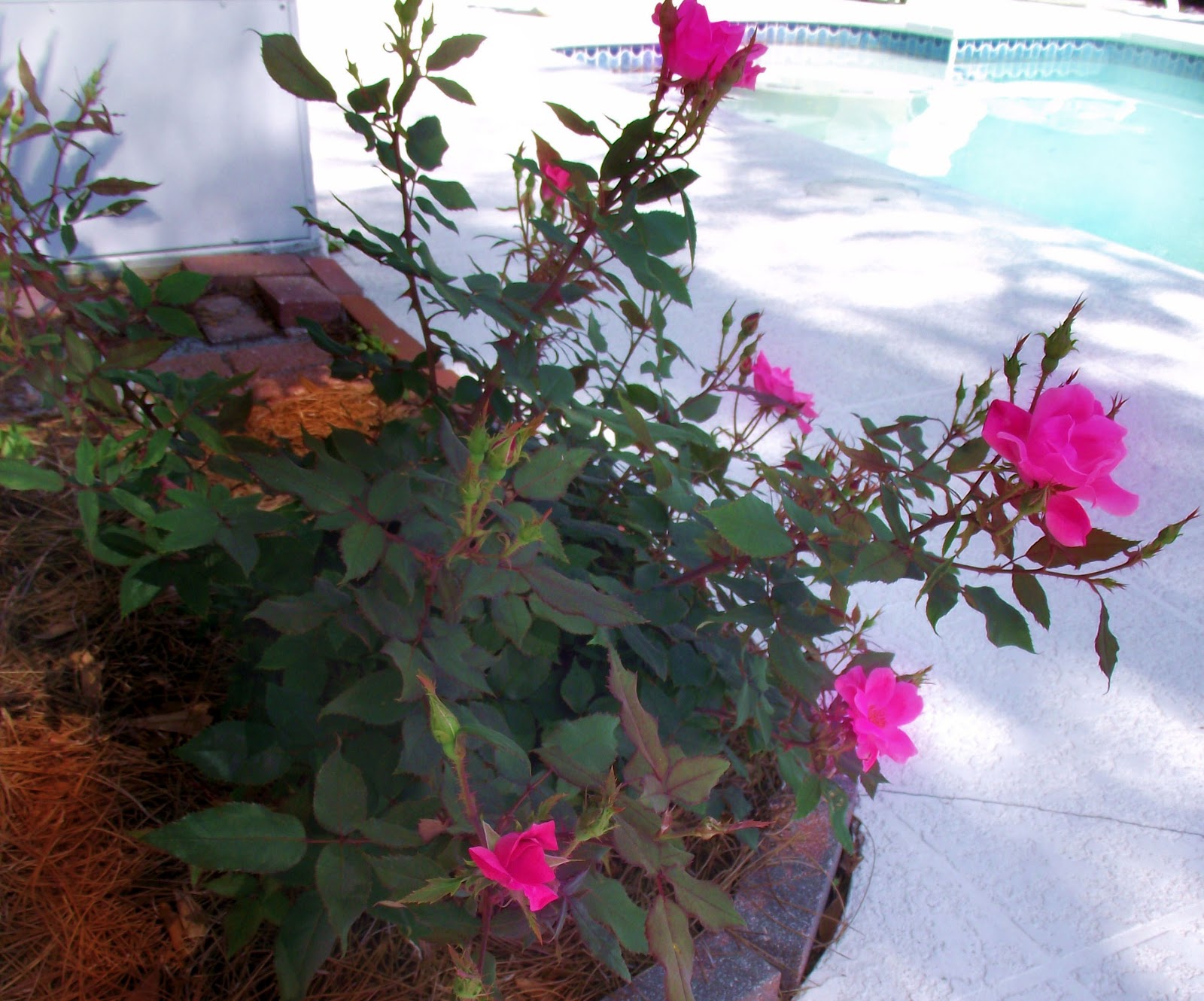 A WHITEWASHED COTTAGE: Spring Roses