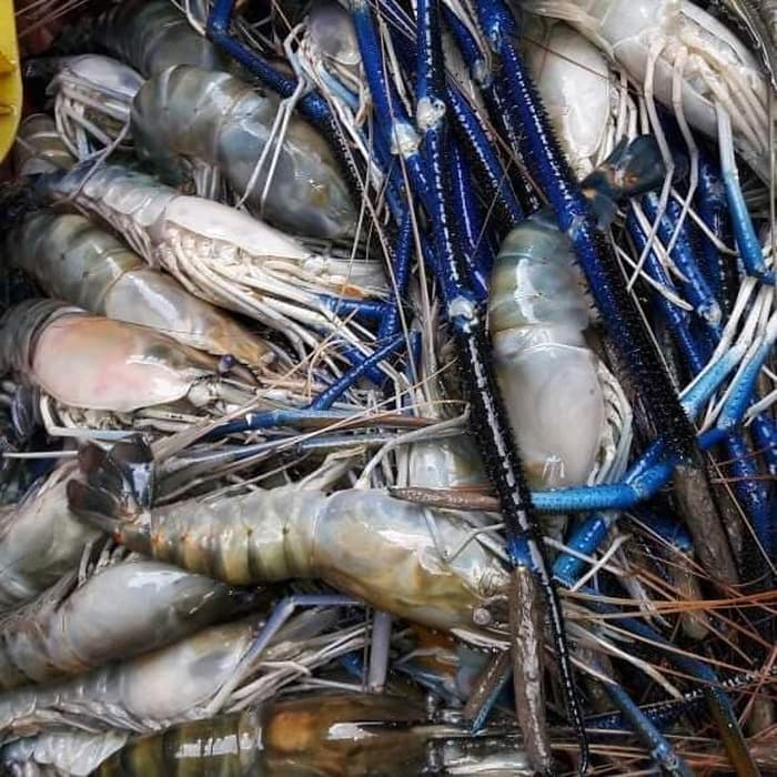 Umpan Terbaik Mancing Udang Galah - Hobi Mancing