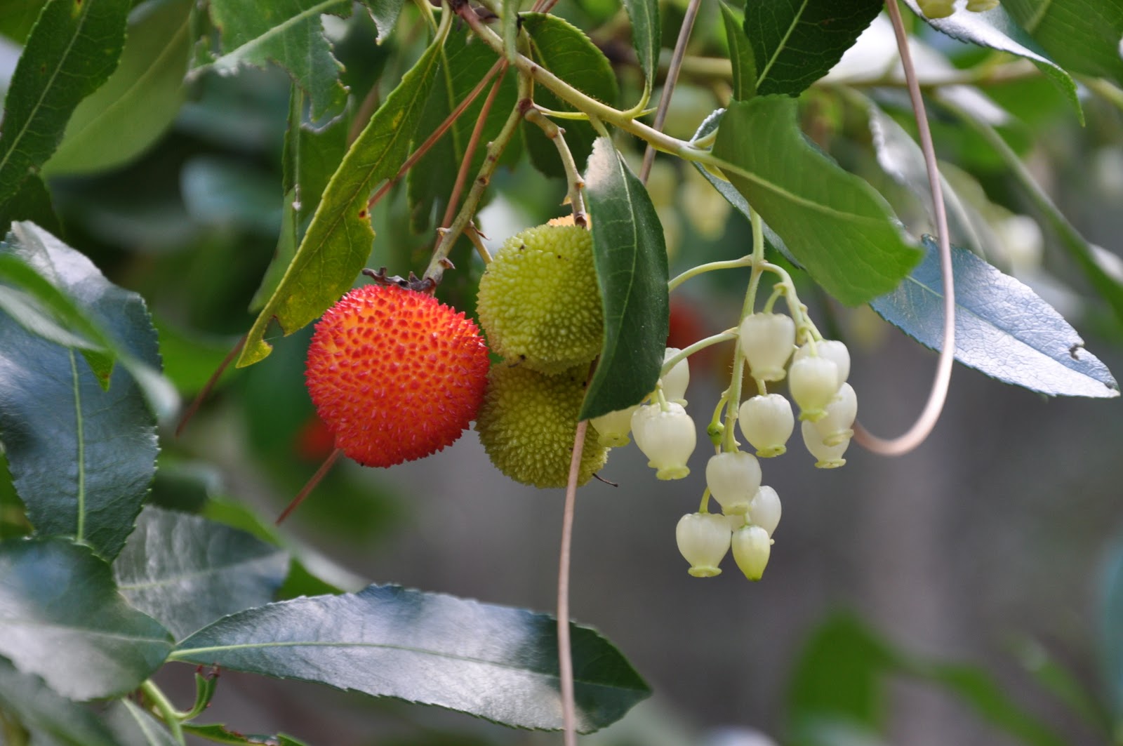Desde Alájar: Madroño