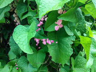 Tiny Flowers Between Its Leaves Antigonon Leptopus Or Mexican Creeper In The Garden