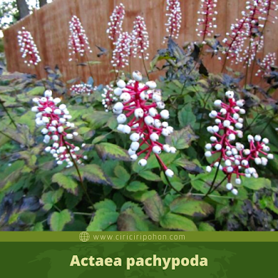 Actaea pachypoda