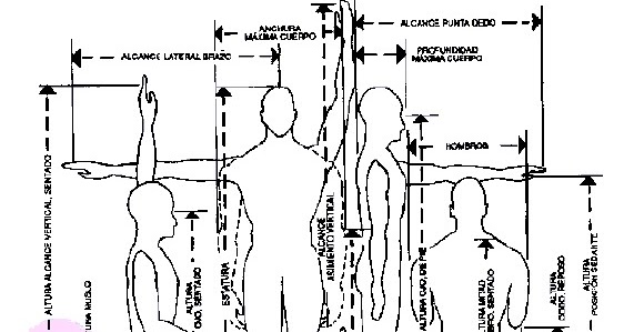 Enfoque Ocupacional en la Red.Salud y Seguridad Laboral: Antropometría estática y dinámica