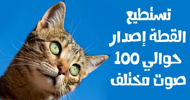 القطة تصدر مئة صوت مختلف قطة تنظر إلى السماء