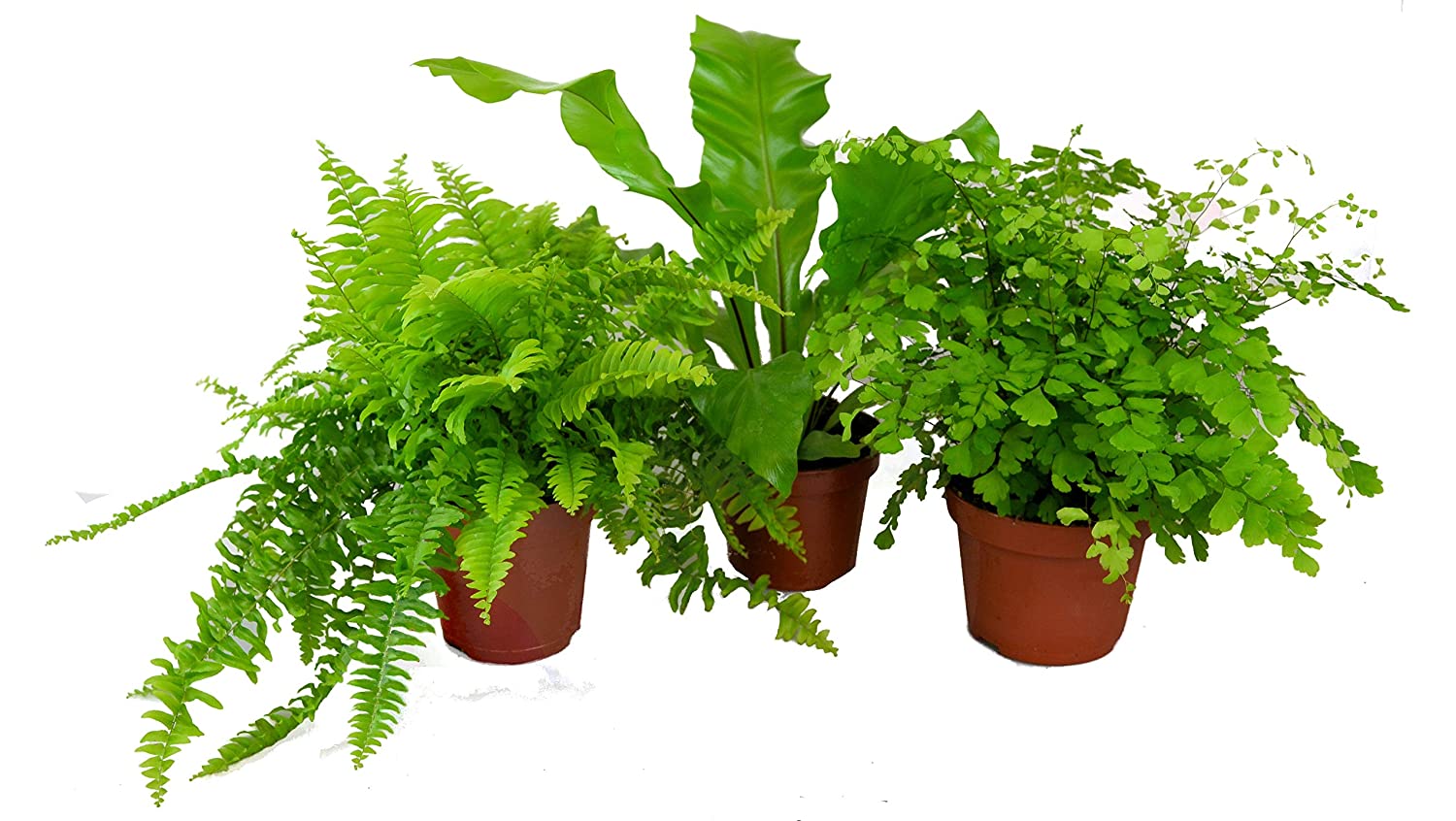 Live plants. Цветы в интерьере. Live plants. Фитостена джунгли. Live plants.