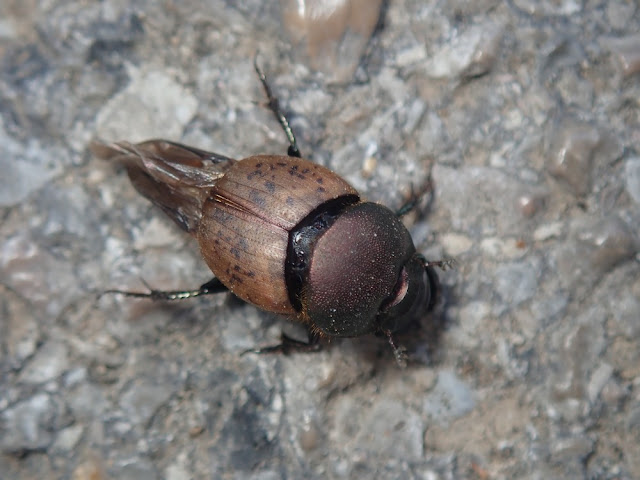 Onthophagus coenobita Onthophagus coenobita