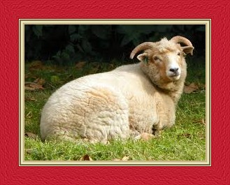 تفسير إيمان حسن حلم رؤية الخروف في المنام لعبد الغني النابلسي