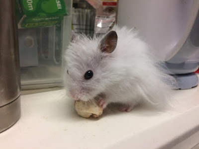 もふもふ日記 ハムスターとうさぎさんの毎日がもふもふ