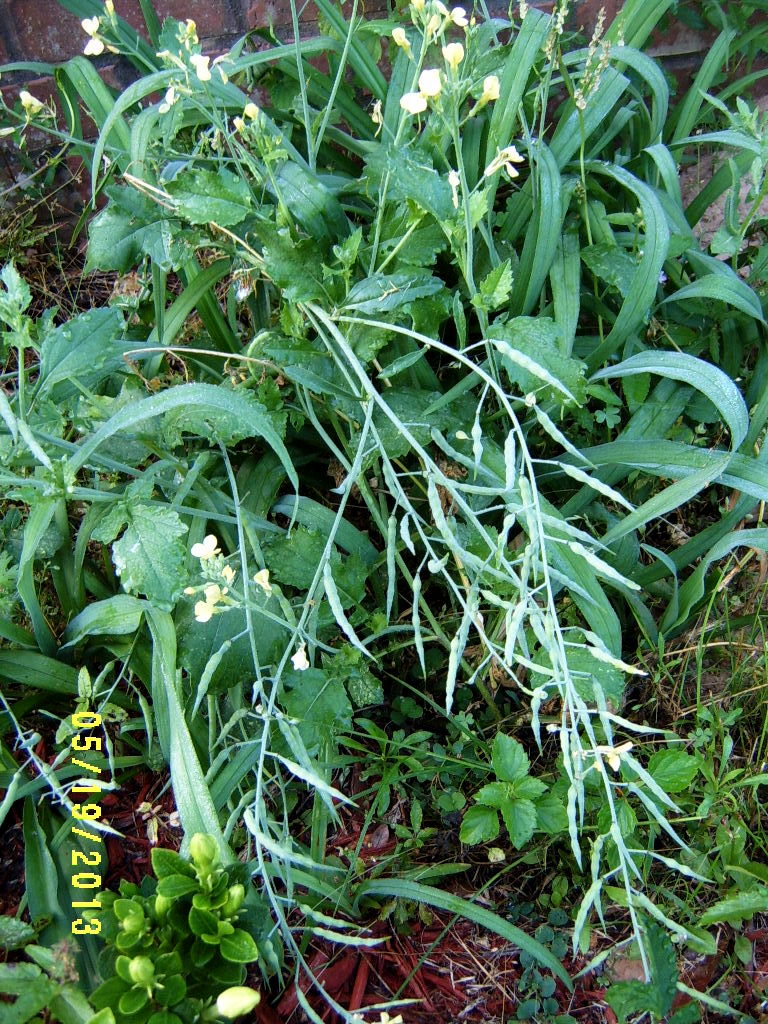 Alabama Rose and Flower Garden from a NonGreen Thumb Why doesn't my