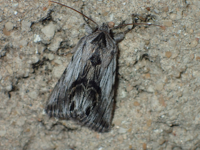 Calophasia platyptera Calophasia platyptera