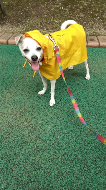 dog walking in the rain