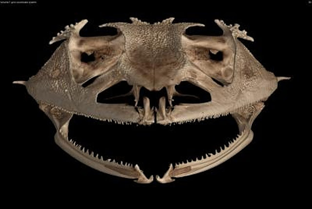 Taking a bite out of tooth evolution: Frogs have lost teeth more than 20 times