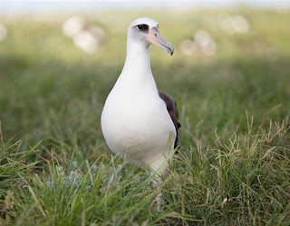 Berbagai Binatang Yang Tidur Dengan Aneh Dan Unik Panggul Blog