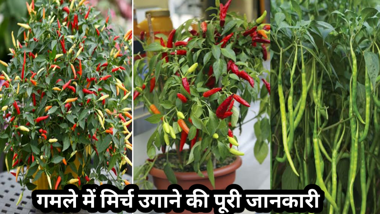 how to grow chillies in pots full guide in hindi