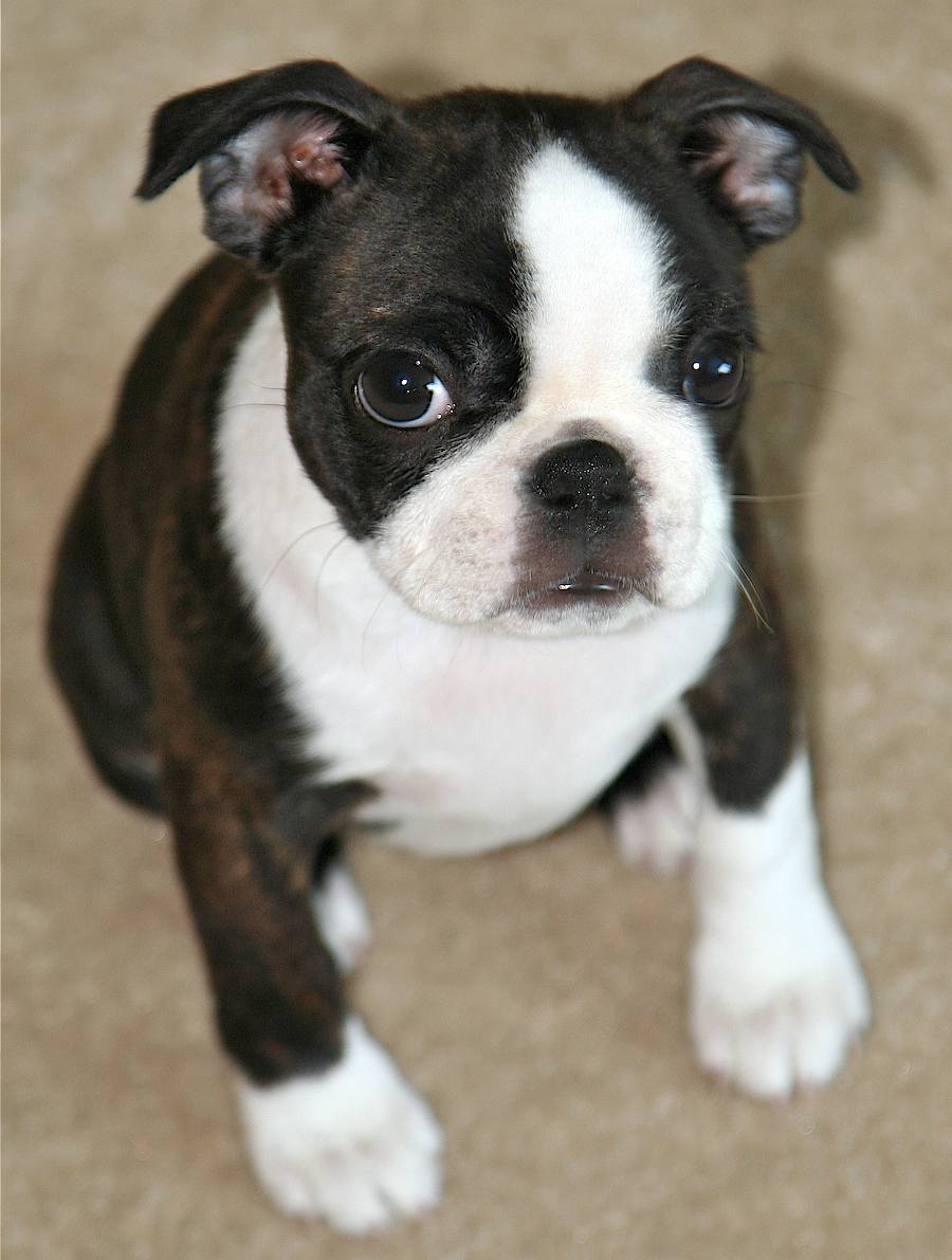 Boston Terrier Puppies Pictures Puppies Dog Breed