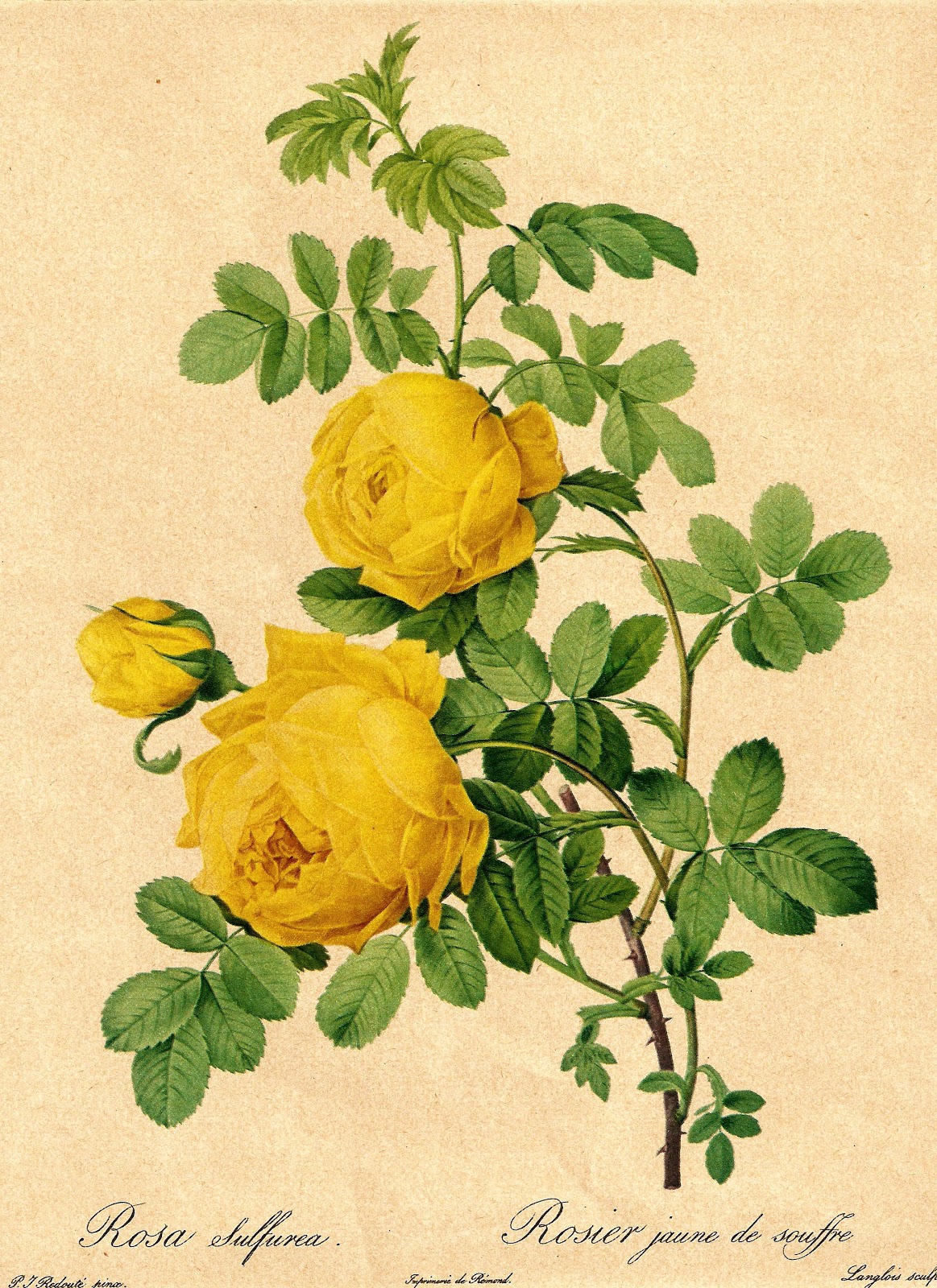 Maize Hutton: Vintage Rose Printable