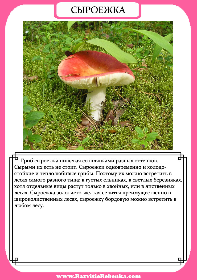 описание сыроежки по следующему плану. описание сыроежки по следующему плану. сыроежка описание. сыроежка гриб съедобный описание. шляпочные грибы сыроежка.