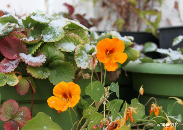 How to Grow Nasturtiums THE JOY BLOG