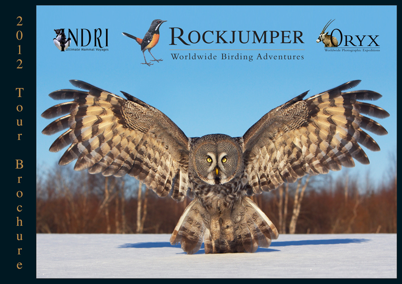 Rockjumper Worldwide Birding Adventures 2012 Rockjumper/Indri/Oryx