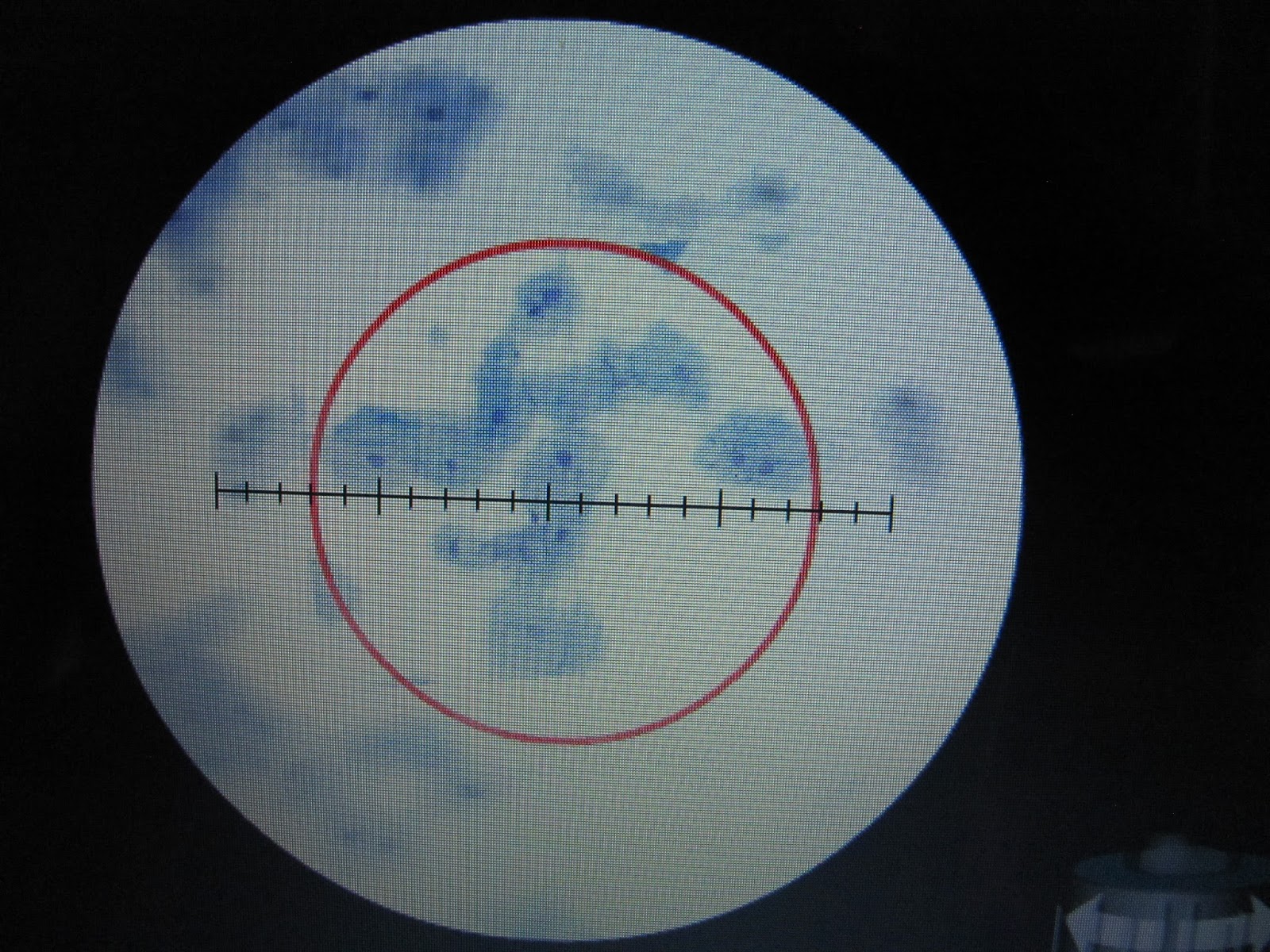 BIO 156, Fall 2015: Week 3. The Microscope, Cells, and Organelles Lab.