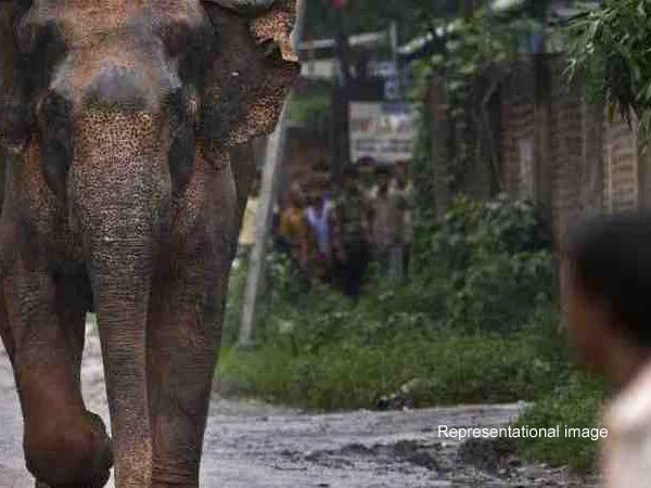 News, Guruvayoor, Guruvayoor Temple, Kerala, Elephant attack, Vehicle, Police, Elephant attack in Guruvayoor