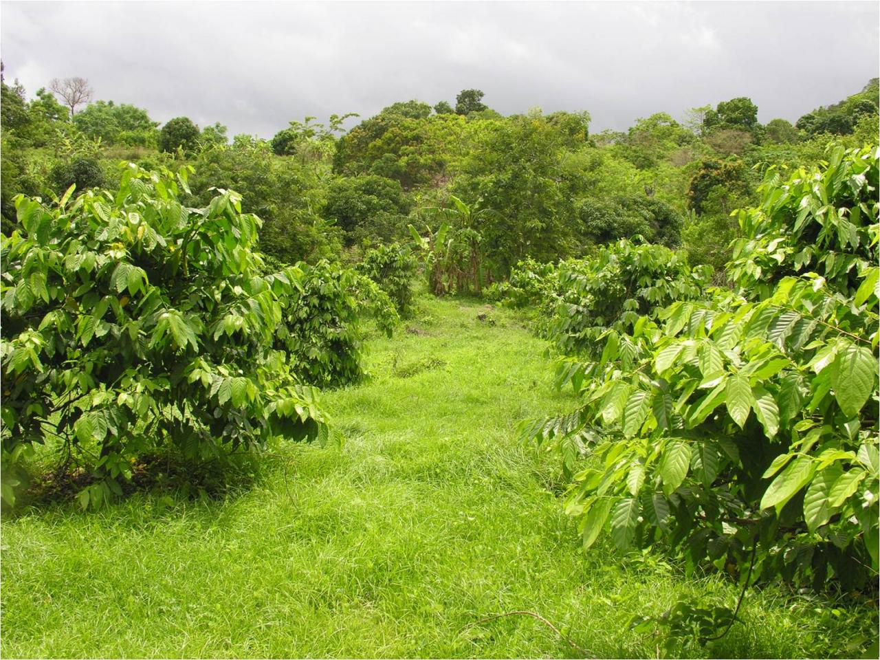 "S" obéit et "R" agit L'ylangylang