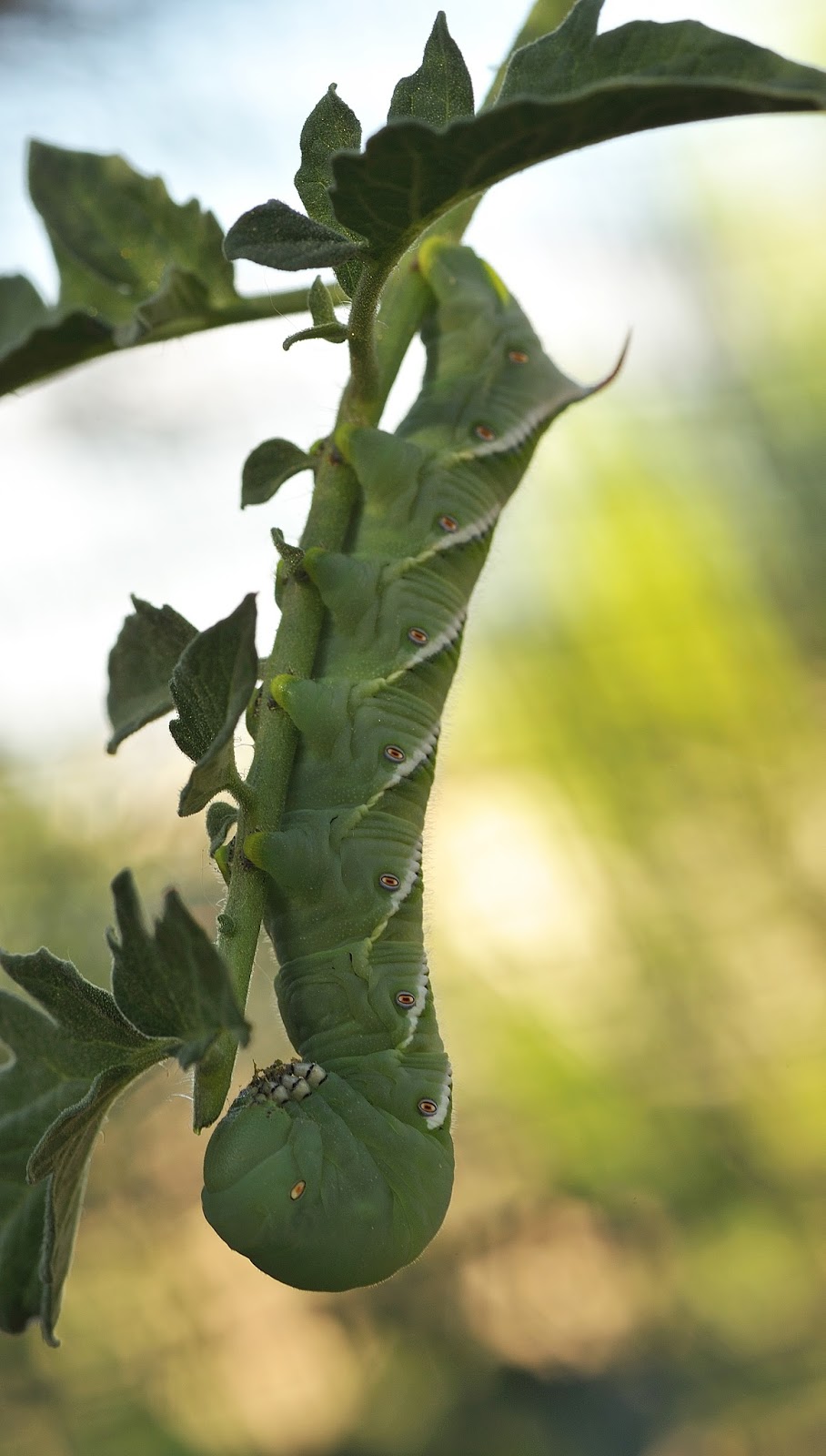 download tomato horn worms download tomato horn worms