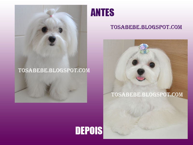 Tosa Bebê Shih Tzu Café
