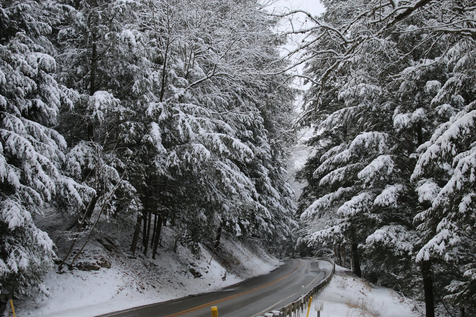 Finding Adventure And Ancient Old Growth Forests At Cook Forest State Park A Sightseeing Guide Interesting Pennsylvania And Beyond