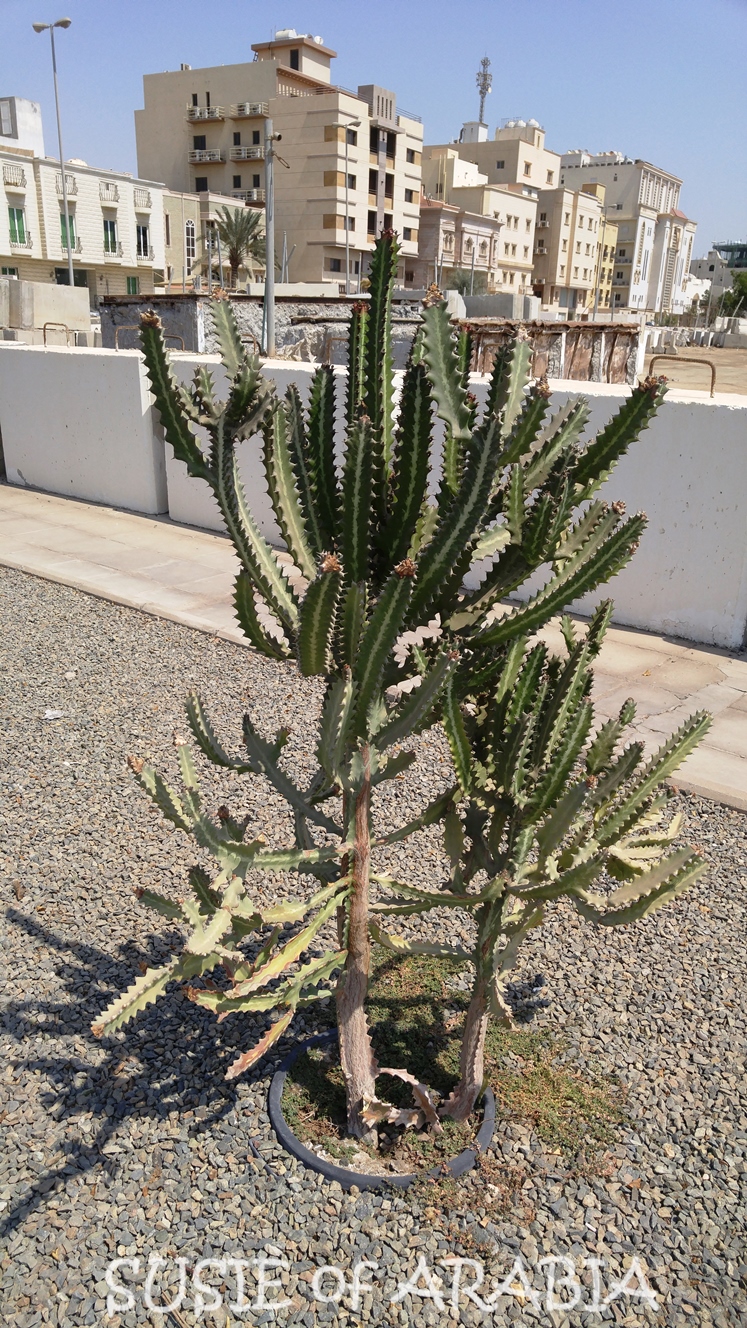 Jeddah Daily Photo Jeddah Cactus
