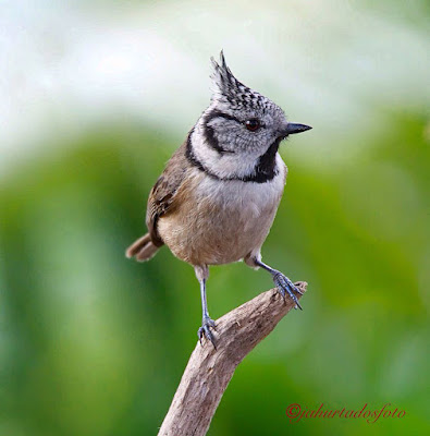 Mallerenga emplomallada (Lophophanes cristatus)