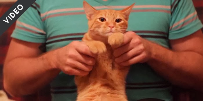 Viral Youtube September Videos Dubstep Cat