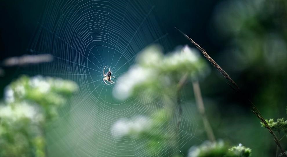 Plantbased Spider Silk Could Replace Singleuse Plastics In Many