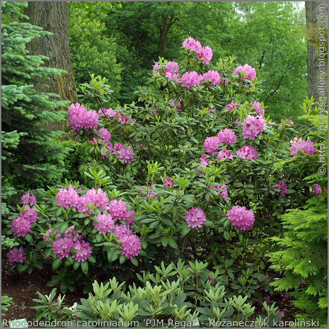 Rhododendron carolinianum 'PJM Regal' habit - Różanecznik karoliński  'PJM Regal'  pokrój