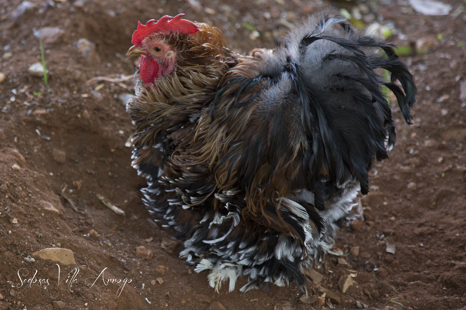 Sedosas Villa Arroyo: Pekin Mil Flores Porcelana