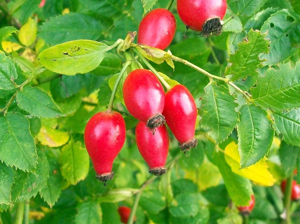 Breathtaking Rosehip Seed Oil For Hair Photo Nature Breathtaking Rosehip Seed Oil For Hair Photo Nature