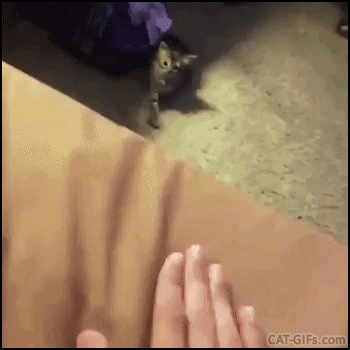Funny Kitten GIF • Kitty showing his human who is the boss. “Come here hooman!” Funny Kitten GIF • Kitty showing his human who is the boss. “Come here hooman!”