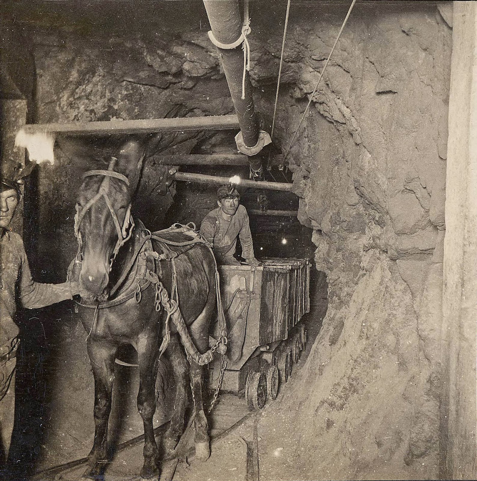 Montana Moments Mules in the Mines