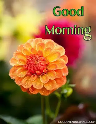 Good Morning flower images Good Morning flower images