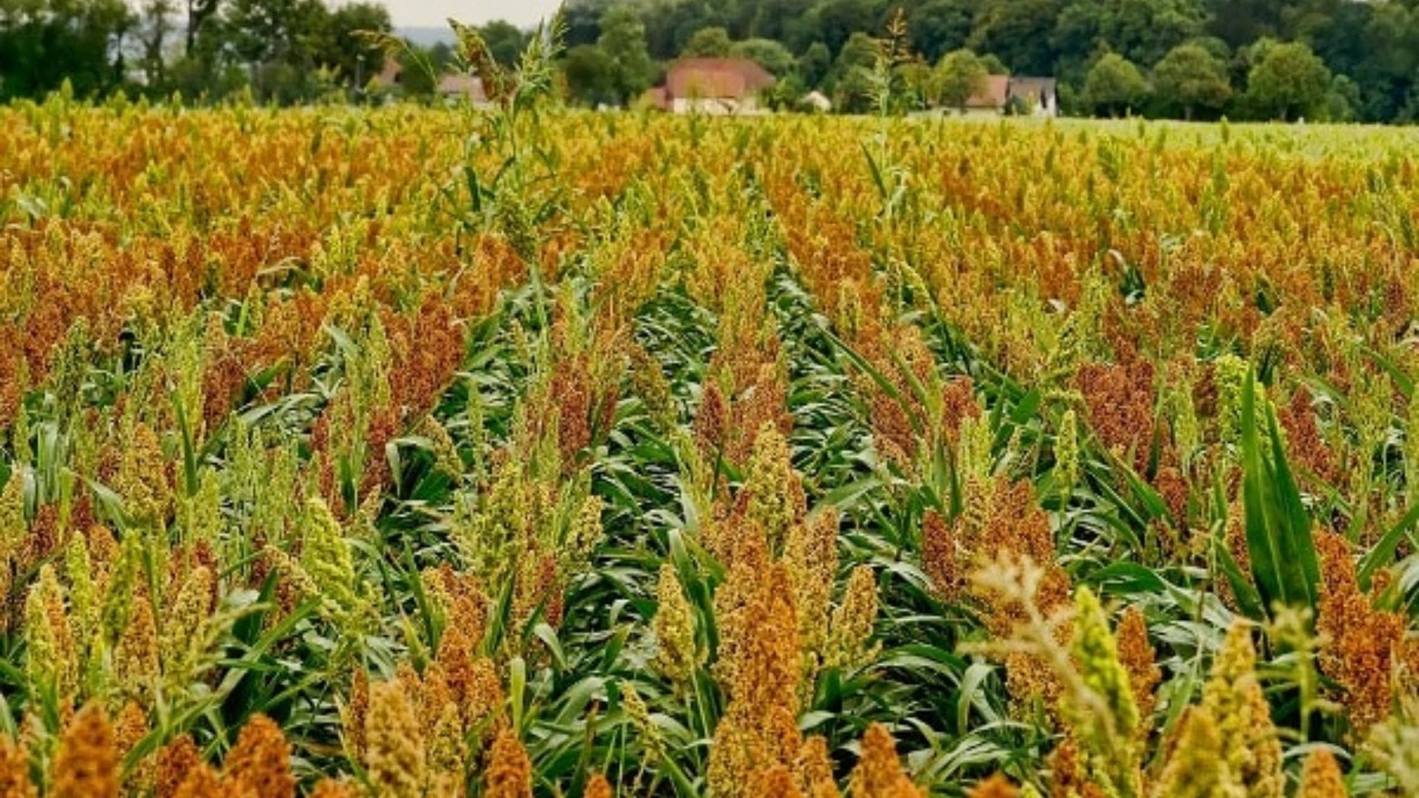 Millet farming : बाजरे की खेती