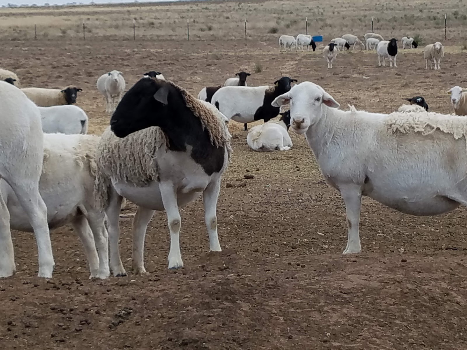 The State of the Union Sheep and Sheepfold at New Mexico Farm (Photos)