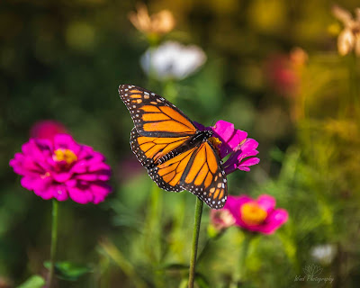 Monarch butterfly on Zinnia