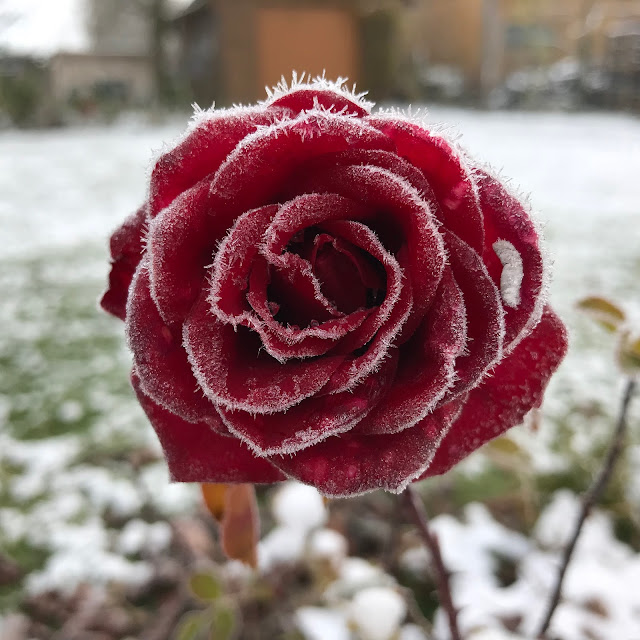 rote Rose weißer Rauh-Reif Winter Rosenblüte Schnee rote Rose weißer Rauh-Reif Winter Rosenblüte Schnee
