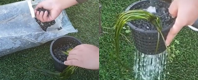 How to grow Vallisneria in a pond?
