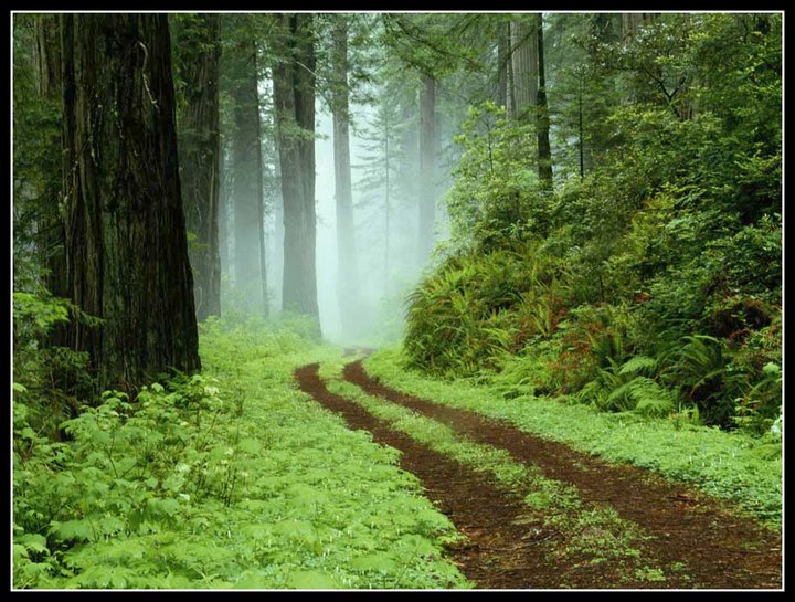 Mengubah Foto Hutan Menjadi Tampak Gersang Mengubah Foto Hutan Menjadi Tampak Gersang