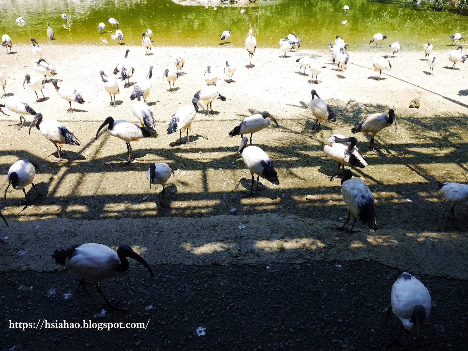 沖繩-景點-名護-名護自然動植物公園-neopark-ネオパークオキナワ-推薦-親子-自由行-旅遊-Okinawa-Nago